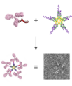 Collaboration between Novo Nordisk and Professor Kurt Gothelf’s laboratory at Aarhus University yields novel method to engineer large multi-antibody-like nanostructures using DNA nanotechnology. Assembly of an artificial IgM from a DNA-antibody conjugate 