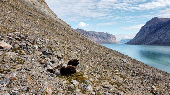 Muskox above Tyroler Fjord (photo: Henry Henson ©)