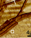 iNANO researcher Mingdong Dong reports of filamentous Gram-positive bacterium for long-distance electron transfer in Nature Communications. (Image: Nature Commun 12, Article no. 1709 (2021)