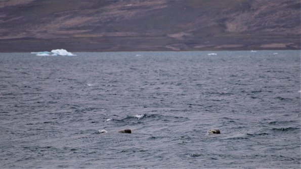 Photo: Henry Henson ©