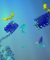 An artistic rendering of RNA polymerase folding RNA origami scaffolds with two proteins. At the top right a finished scaffolding with proteins marked with the colors yellow and cyan. (Illustration: Cody Geary)