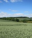 Professor Simona Radutoiu (Molecular biology, Aarhus University), Associate Professor Marianne Glasius (Chemistry, Aarhus University) and Professor Rasmus Waagepetersen (Mathematics, Aalborg University) will study sustainable methods to optimise the yield of cereal crops by utilising soil bacteria (photo: Colourbox)