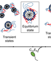 Results published by AU researchers reveal that surfactant-mediated unfolding and refolding of proteins are complex processes with several structures present, and rearrangements occur on time scales from sub-milliseconds to minutes. (Image: Reproduced wit