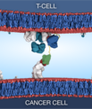 Albumin-fused T-cell engagers as a potential immunotherapy tailored to selected prostate cancer patients. iNANO, Aarhus University.
