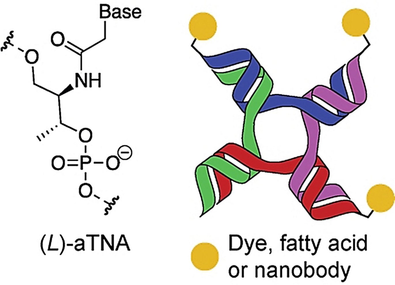 Researchers at Aarhus University have found a way to create more stable nanostructures that can bind and assemble biomolecules with different functions, which in combination e.g., can provide more effective cancer medicine. The illustration is from the scientific article in Angewandte Chemie Int. Ed., which schematically shows the nanostructure used with chains of the artificial building block, acyclic L-threoninol nucleic acid (aTNA). (Illustration: Anders Märcher)