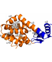 The well-characterized variant, L99A, of the protein lysozyme from phage T4 was used to identify invisible folded and partially unfolded states by Nuclear Magnetic Resonance (NMR) spectroscopy, among others. (Image: Reproduced and modified with permission