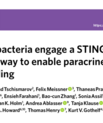 Screenshot of the article frontpage of "Intracellular bacteria engage a STRING-TBK1-MVB12b pathway to enable paracrine cGAS-STRING signalling" published in Nature Microbiology.