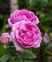 Extracts from rose and olives can prevent parkinson’s. Paper by AU researchers in ACS Chemical Neuroscience. (Photo: Colourbox)