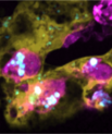 “An intravital microscopy image depicting blood vessels, macrophages and nanoparticles. Interested in how they move in real-time? See the movie featured at the end of this article (image: Yuya Hayashi)