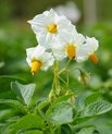 Researchers at Aarhus University have discovered the secrets behind how plants move sugar using a protein called the SUC transporter. This breakthrough solves a long-standing mystery of the plant 'heart' and sheds new light on how plants defend themselves from pests (photo: Colourbox)