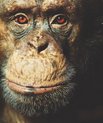 The photograph shows Carl, an alpha-male chimpanzee at Copenhagen Zoo, and one of the participants in the study. Photo: Copenhagen Zoo, David Trood.