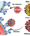 A research team at Aarhus University has developed a RNA molecule that binds to SARS-CoV-2 virus and blocks its entry into cells. This may improve diagnostics and treatment of COVID-19. (Illustration: Julián Valero)