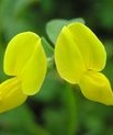 Lotus japonicus. Photo: Niels Sandal, Aarhus University