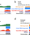 Examples of intron retention events in circRNAs and their frequency and length distribution.