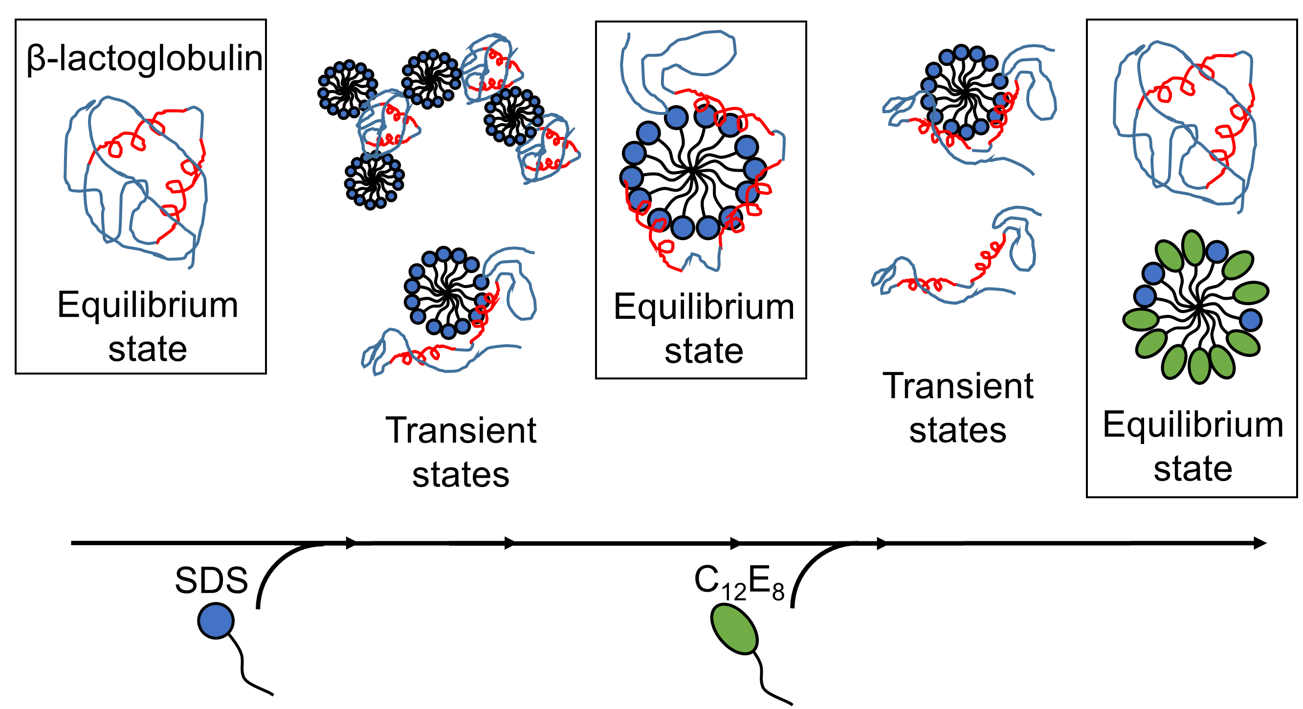 Results published by AU researchers reveal that surfactant-mediated unfolding and refolding of proteins are complex processes with several structures present, and rearrangements occur on time scales from sub-milliseconds to minutes. (Image: Reproduced wit