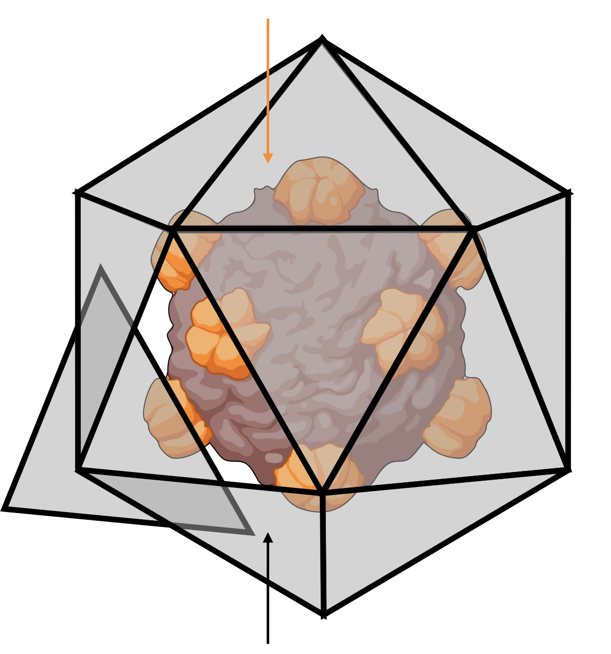 Virofight will develop shell-forming nanoparticles that enclose and neutralize viruses. (Ill.: Hendrik Dietz, Technical University of Munich)