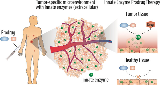 Associate Professor Alexander publishes in Angewandte Chemie Int. Ed. on anticancer prodrug monotherapy. (Image: Copyright (2020) Angewandte Chemie Int. Ed.)