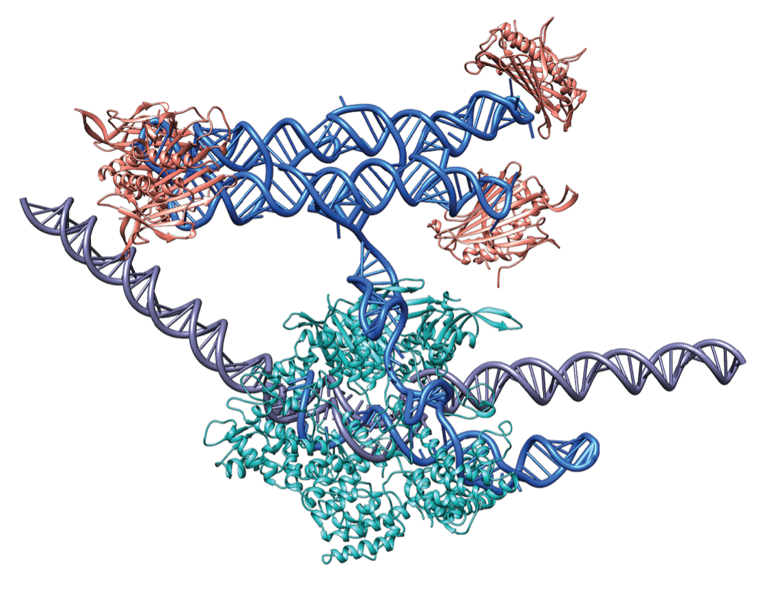 Molecular model showing dCas9 bound to a guide RNA – RNA origami fusion molecule that brings transcription factors to a promoter sequence. Graphics by Cody Geary.