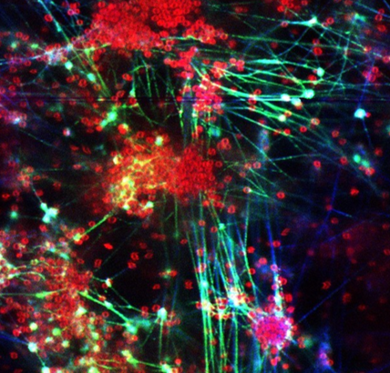 A team of researchers led by Professor Rikke Louise Meyer sheds light on how non-canonical DNA structures safeguard bacterial biofilms. Illustr.: Gabriel Antonio Salvador Minero 