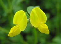 Lotus japonicus. Photo: Niels Sandal, Aarhus University